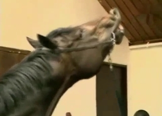 People watching horny horses have sex