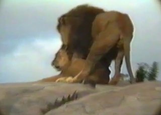 Lustful lions enjoying outdoors sex