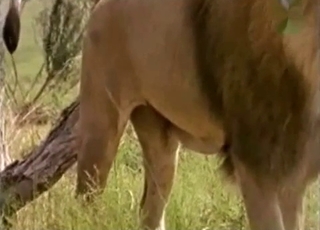 Lion decides to take a leak outdoors
