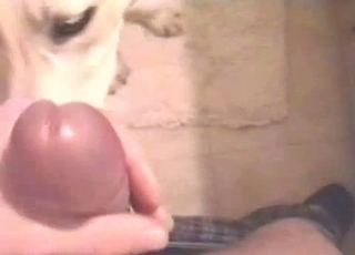 Sloppy POV blowjob from a hot doggo
