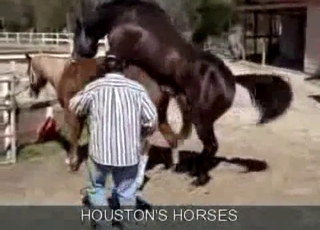 Two horses enjoying passionate sex