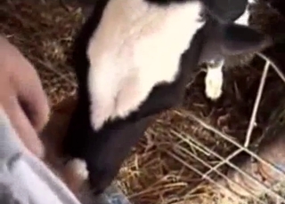 POV blowjob from a kinky-looking animal