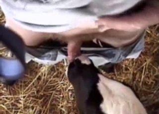 POV blowjob from a kinky-looking animal