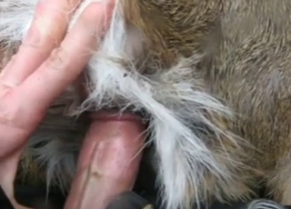 Dude happily fucking a horny animal