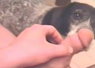 Submissive-looking dog sucking dick