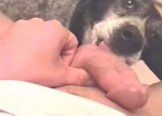 Submissive-looking dog sucking dick