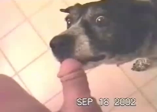 Submissive-looking dog sucking dick
