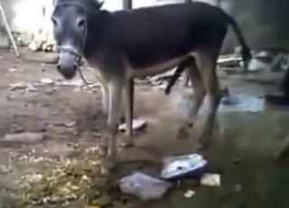 Donkey showing how naughty he really is