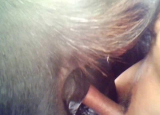 Curved cock dude fucking a horse pussy