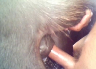 Curved cock dude fucking a horse pussy