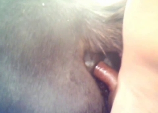 Curved cock dude fucking a horse pussy