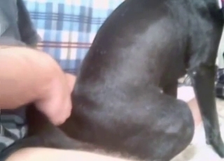 Tiny black dog gets fucked brutally here
