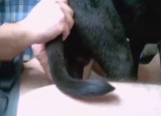 Tiny black dog gets fucked brutally here