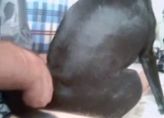 Tiny black dog gets fucked brutally here