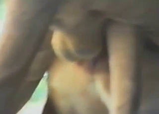 Lion romp in a zoo, enjoy bestiality porn