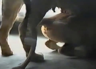 Lion romp in a zoo, enjoy bestiality porn