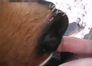 Intense BJ from a kinky animal, zoo XXX