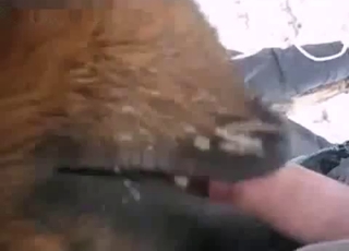 Intense BJ from a kinky animal, zoo XXX