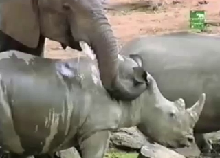 The hottest elephant porn video ever