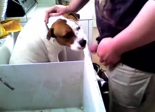 Kinky fat dog gets a facial from a fatty