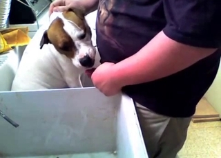 Kinky fat dog gets a facial from a fatty