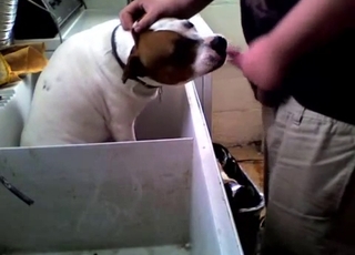 Kinky fat dog gets a facial from a fatty