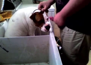 Kinky fat dog gets a facial from a fatty