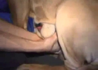 Intense handjob for a kinky hung doggo
