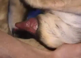 Intense handjob for a kinky hung doggo