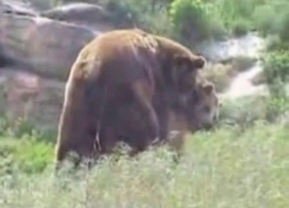 Bear with us, it's a bear fucking video