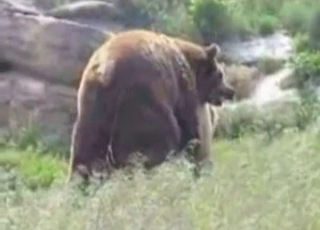 Bear with us, it's a bear fucking video