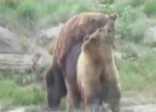 Bear with us, it's a bear fucking video