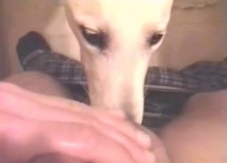 Dude gets a blowjob/rimjob from a dog