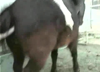 Brown pony is enjoying intensive bestiality XXX