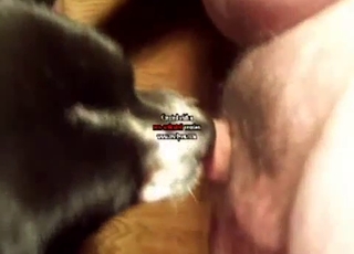 Beautiful black dog gets nicely screwed from behind