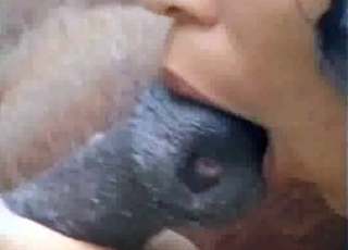 Nice licking session with a pony
