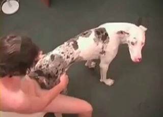 Tiny dog enjoys hardcore bestiality