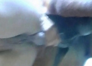 Old farm bestiality recorded in HD