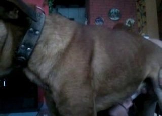 Dog cock is getting pleasured here