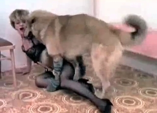 Horny dog serviced by a nylons-wearing slut