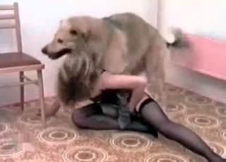 Horny dog serviced by a nylons-wearing slut