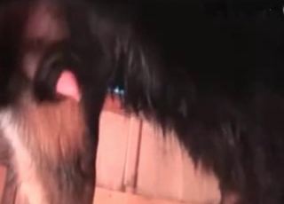 Seductive dog enjoying hardcore fucking