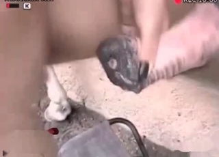 Zoophilic chick worships a horse cock