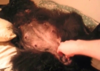 Preggo doggo enjoying bestiality