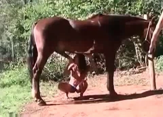 Horse cock serviced by a zoophilic bitch