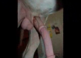 Seductive stallion enjoys bestiality