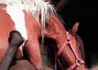 Seductive stallion enjoys bestiality