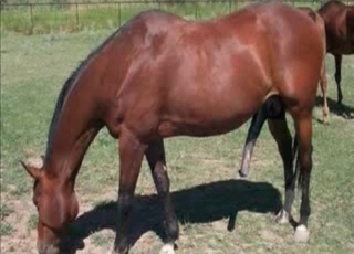 Seductive stallion enjoys bestiality