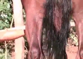 Horse dong sucked by a cute redhead