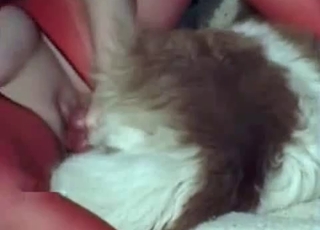 Tight pussy destroyed by a shaggy dog